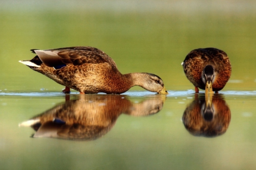 El Prat de Llobregat (Aus 1)