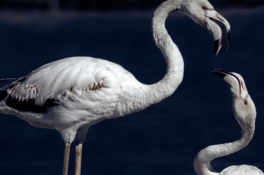 El Prat de Llobregat (Aus)