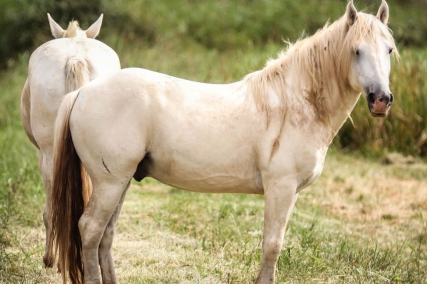 El Prat de Llobregat (Cavalls)