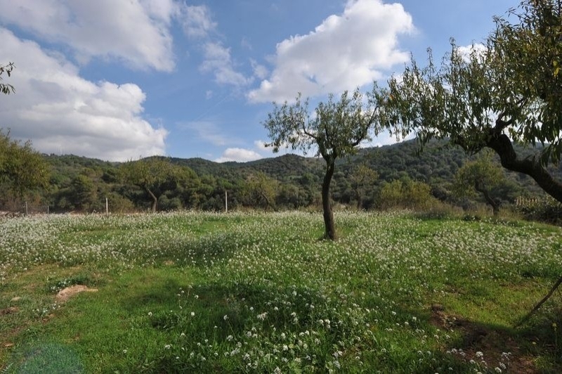 Sant Just Desvern (Collserola)