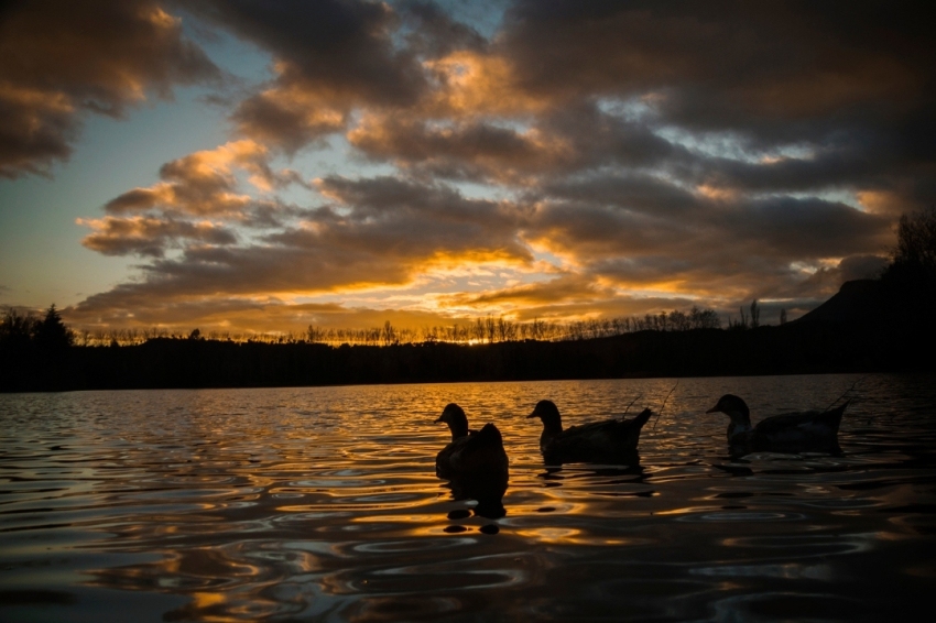 Avià (Anecs A La Posta De Sol A L Estany De Grauges. Autor Sergi Boixader_)