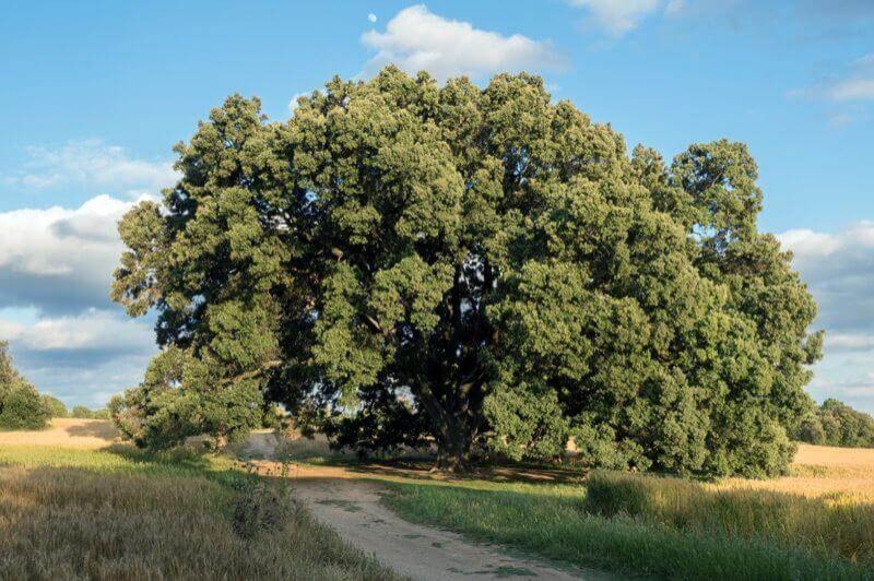 Casserres (Alzina Gran)