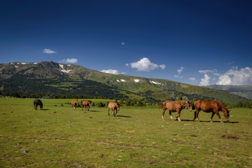 Guils de Cerdanya (Prat De Cavalls)