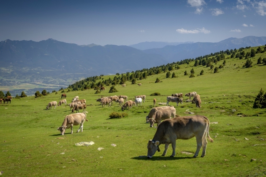 Guils de Cerdanya (Prat De Vaques)