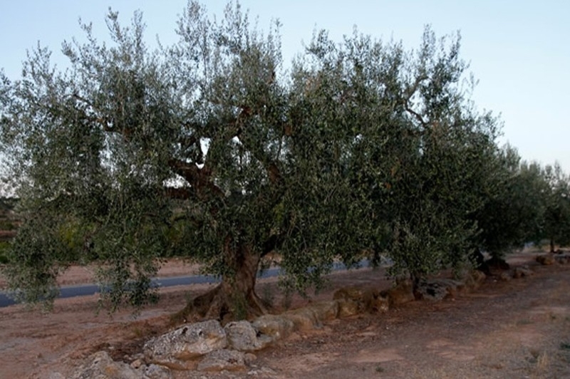 La Granadella (Olivers_granadella)