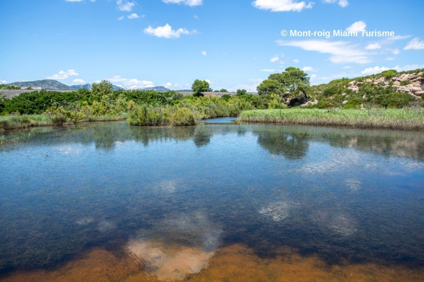 Mont-roig del Camp (Estany Salat De Miami Platja)