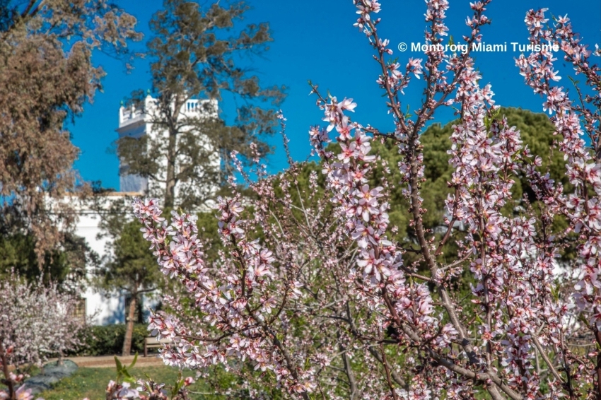Mont-roig del Camp (Floracio)