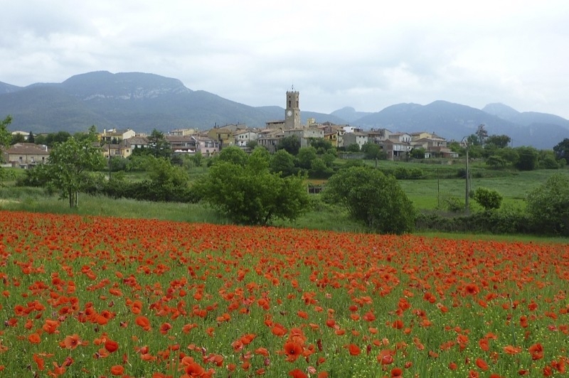 Montagut i Oix (Galls_gallerets)