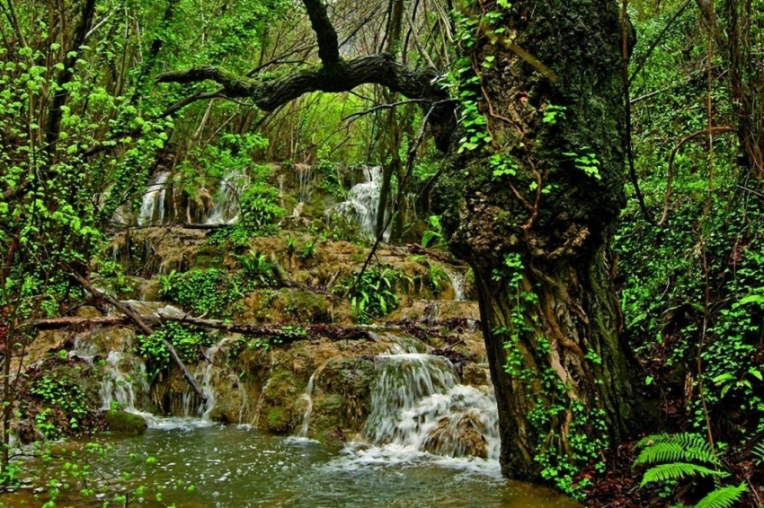 Sant Gregori (Naturalesa)