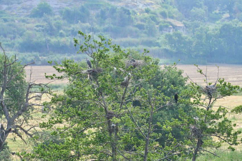 Les Masies de Voltregà ( Les Masies De Voltrega)
