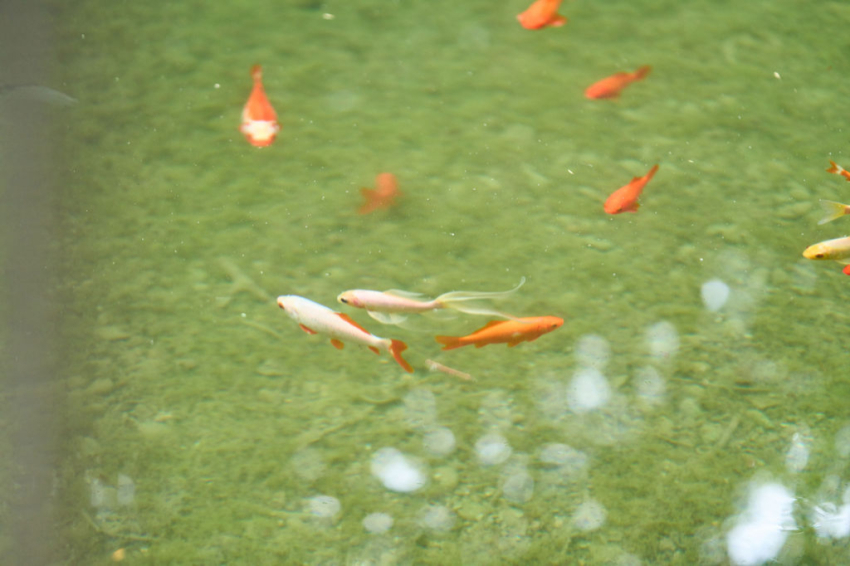 Les Masies de Voltregà (Les Masies De Voltrega)