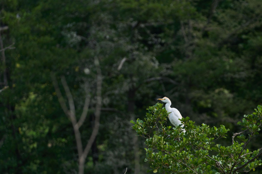 Les Masies de Voltregà (Les Masies De Voltrega)