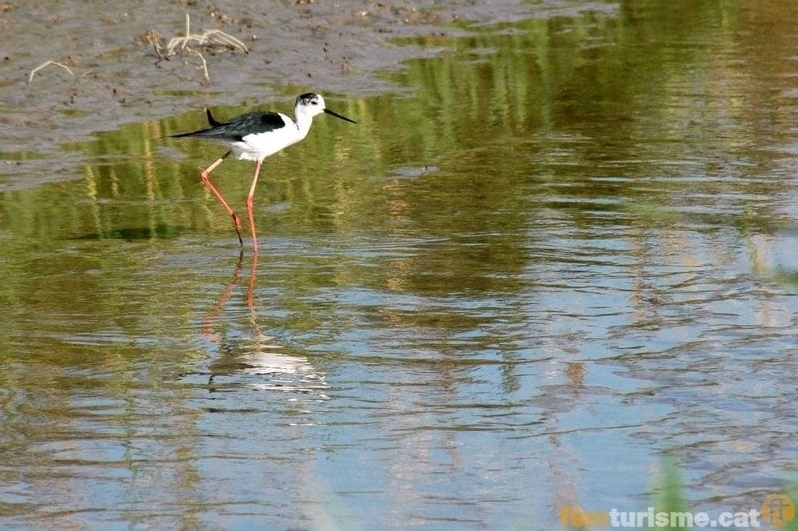 Amposta (Delta De Lebre)