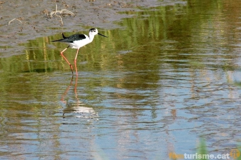 Amposta (Delta De Lebre)