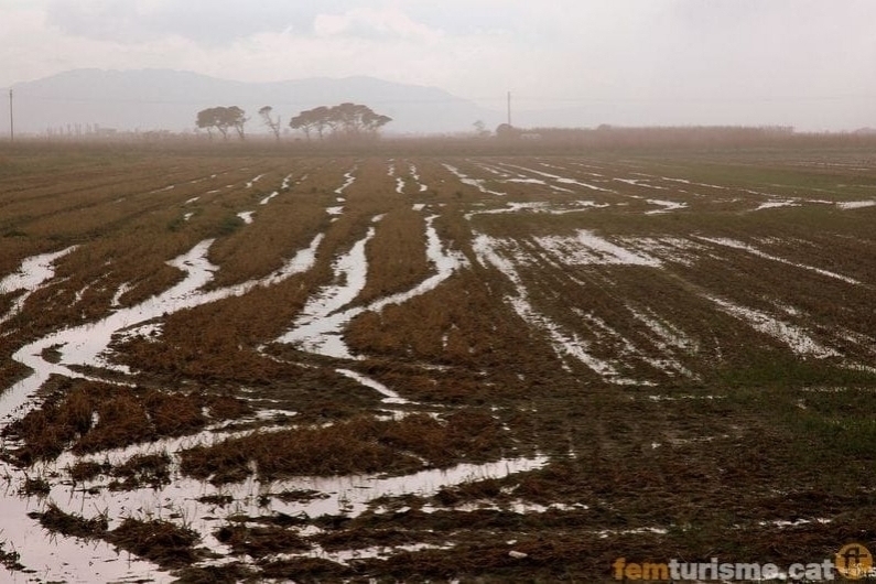 Amposta (Delta De LEbre)
