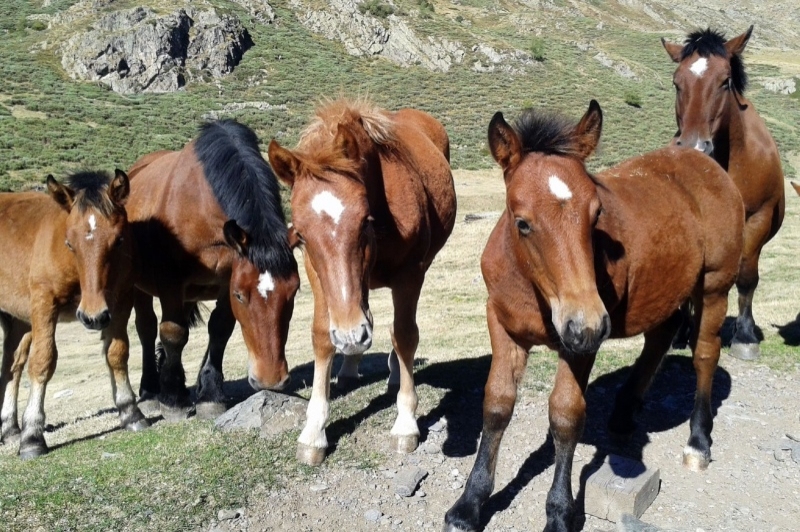 Vall de Cardós (Vall De Cardos)