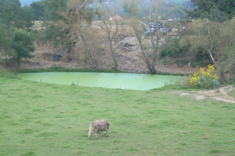 Sant Miquel de Campmajor (Estanyols Sant Miquel De Campmajor)