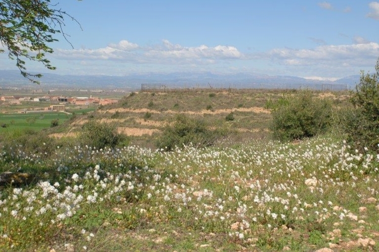 Sidamon (Camps Flors.)