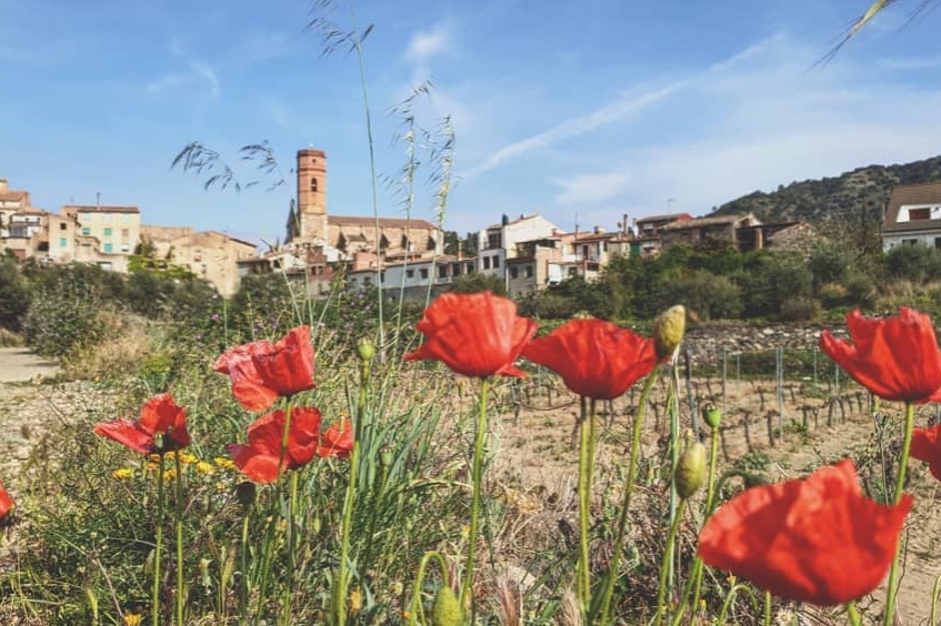 Poboleda (POBOLEDA 20)