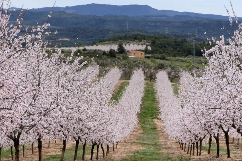 La Palma dEbre (Floracio)