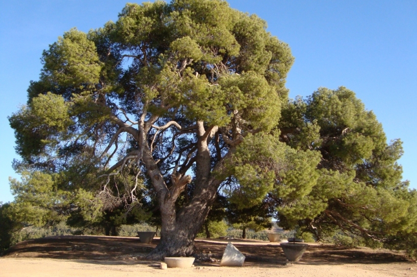 La Palma dEbre (El Pi De La Palma)