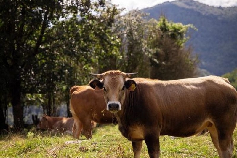 Camprodon (Camprodon)