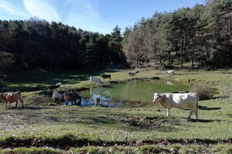 Les Llosses (Les Llosses)