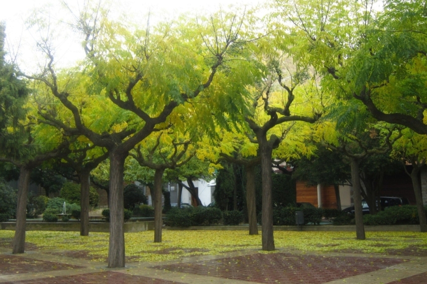 Guissona ( Vell Pla)