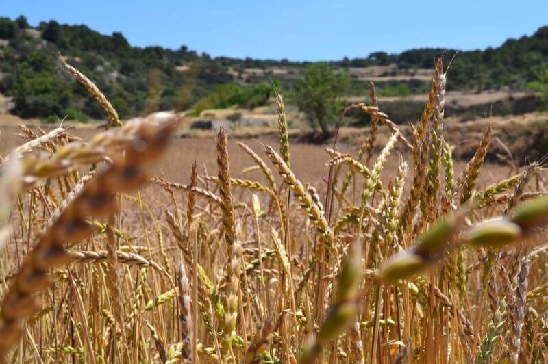 Montoliu de Segarra (Camps)