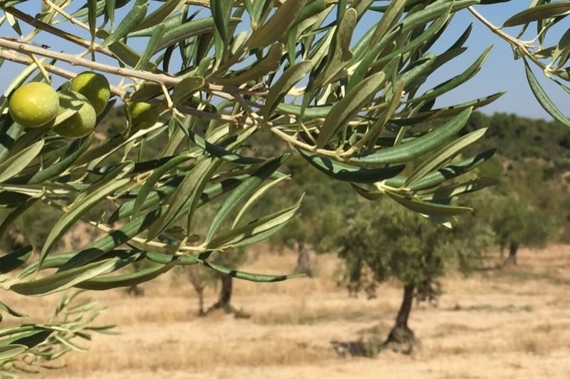 Llardecans (Paissatge Oli)