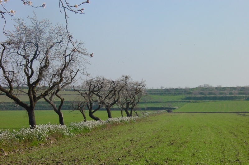 Anglesola (Anglesola)