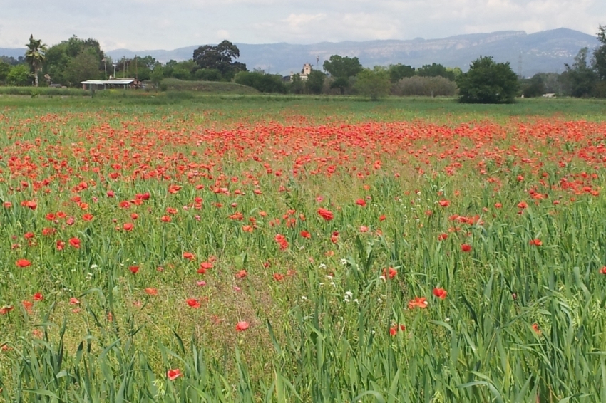 Lliçà dAmunt (Camp De Flors)