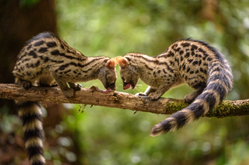 Montseny (Geneta Fotografiada Des Del Montseny)