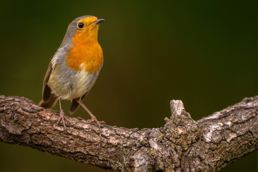 Montseny (Pit Roig Fotografiat Des D Un Aguait De Photo Logistics Al Montseny)