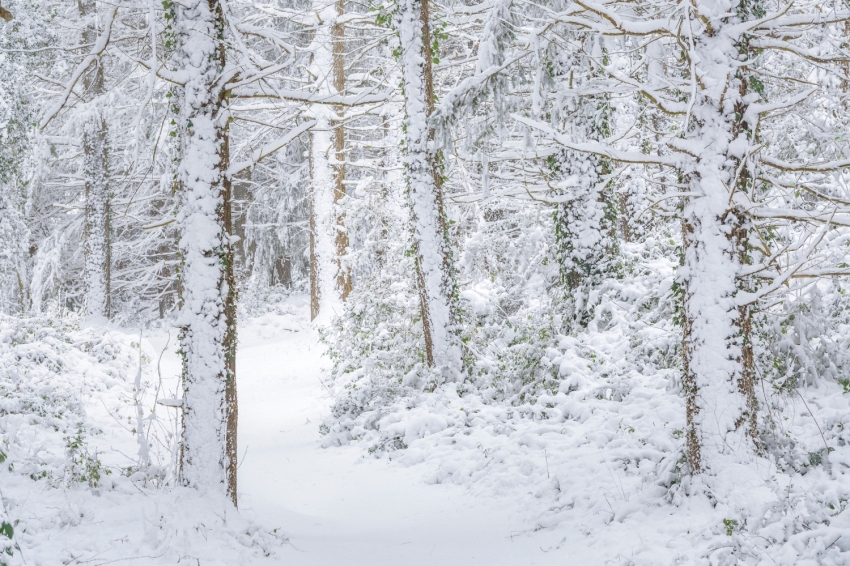 Montseny (Bosc Ben Blanc Durantal Massis Del Montseny)