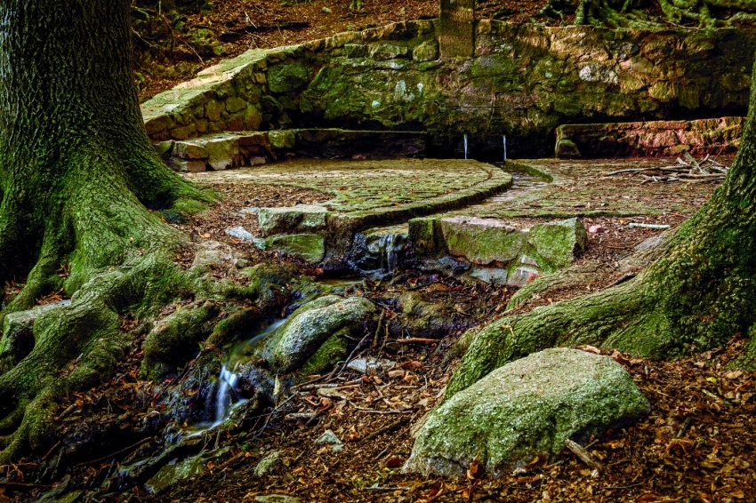 Montseny (Font San Marcal)