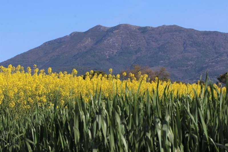 Sant Pere de Vilamajor (Comenca La Primavera 25)