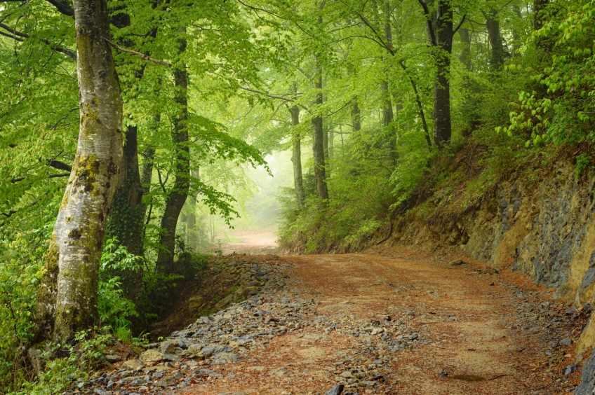 Route circulaire à travers le Puig de l'Àliga et le Hayedo de la Grevolosa depuis le col des Bracons