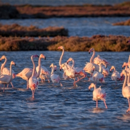 Delta de l'Ebre, la natura en estat pur
